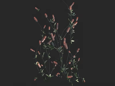 Pink Spike Flowers With Green Leaves And Slender Stems On Black Background 3d model