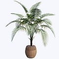 indoor potted plant 3d model