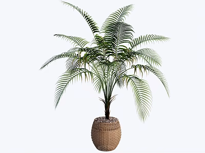 Bonsai Potted Plant With Palm Like Broad Leaves In Brown Woven Pot And White Background 3d model