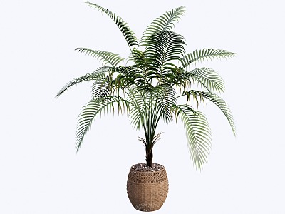 indoor potted plant 3d model