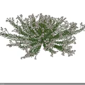 Lush Green Shrub With Plentiful White Blossoms And Dense Foliage