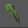 Fresh Green Lettuce Leaf With Visible Veins On Gray Background 3d model