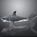 Realistic Shark Model With Open Mouth Sharp Teeth Gray And White Body And Reflective Surface 3d model