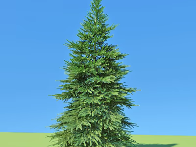 Tall Evergreen Arbor Standing Against Clear Blue Sky With Green Grass 3d model
