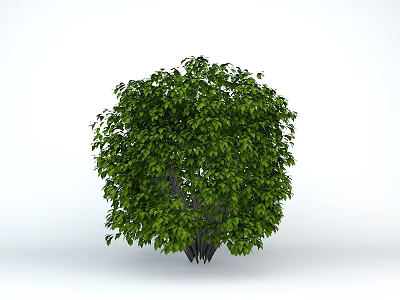 Lush Green Tree With Dense Foliage Slender Trunk And Rounded Shape Against White Background 3d model