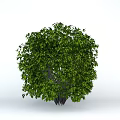 Lush Green Tree With Dense Foliage Slender Trunk And Rounded Shape Against White Background