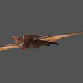 Bat With Large Ears And Red Nose Flying With Spread Wings In Mid Air
