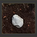 White Stone On Brown Soil With Small Branches Fallen Leaves And Gray Background