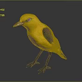 Vibrant Yellow Bird with Green Wing Patches Standing on Glossy Black Surface