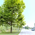 Modern Trees Landscape Trees 3d model