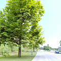 Modern Tree Trees Landscape Trees 3d model