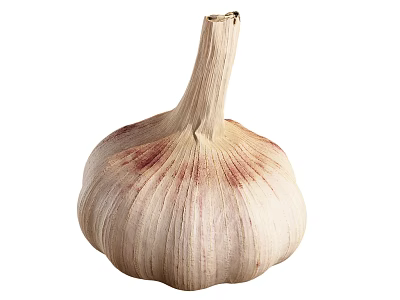 Fresh garlic bulb with natural papery skin and firm white cloves 3d model