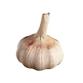Fresh garlic bulb with natural papery skin and firm white cloves