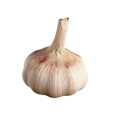 Fresh garlic bulb with natural papery skin and firm white cloves 3d model