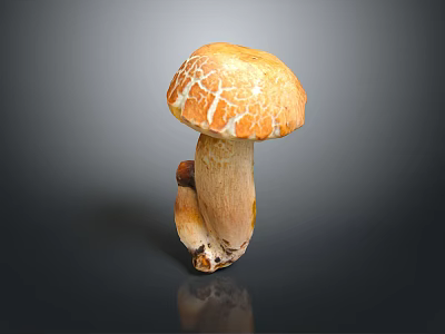 Fresh Edible Mushroom With Orange Brown Cracked Cap And Stalk 3d model