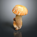 Fresh Edible Mushroom With Orange Brown Cracked Cap And Stalk