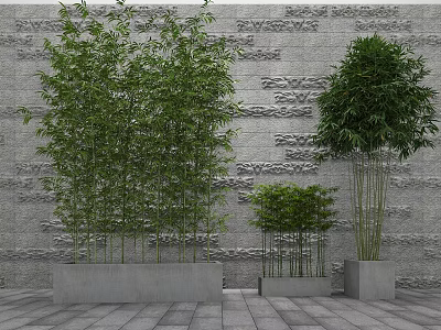 Tall and Short Bamboo Plants in Concrete Planters Against Textured Stone Wall 3d model