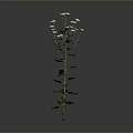 Tall Single Plant With Green Stem White Flowers And Lush Green Leaves