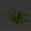 Fern Plant With Green Feathery Leaves And Lush Appearance On Gray Background