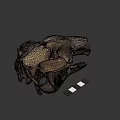 Detailed Animal Skull Anatomical Structure Featuring Natural Bone Texture And Teeth