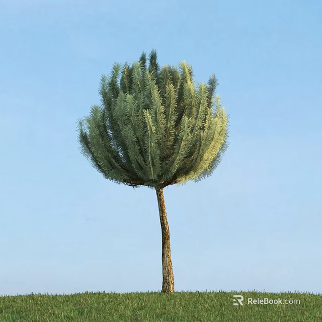 Tall Arbor With Rounded Crown Feathery Foliage And Slender Trunk Against Blue Sky 3d model 