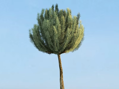 Tall Arbor With Rounded Crown Feathery Foliage And Slender Trunk Against Blue Sky 3d model