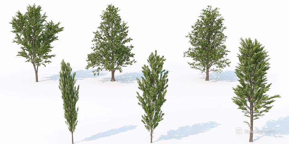 Green Arbor Trees With Various Foliage Shapes And Shadows On White Background 3d model 