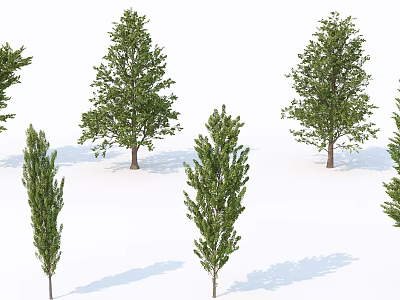 Green Arbor Trees With Various Foliage Shapes And Shadows On White Background 3d model