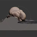 Light Pink Fresh Mushrooms with Rock Texture Placed on Gray Display Base
