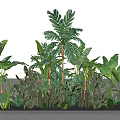 Lush Green Shrubs With Large Leaf Plants And Cacti In Long Container