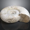 Ammonite Fossil Spiral Shell With Organ Like Structure And Hair Like Texture