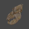 Ancient Fossil Skull With Detailed Bone Structure And Prehistoric Features 3d model
