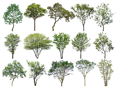Diverse Arbor Tree Varieties Showcasing Different Foliage and Trunk Shapes 3d model