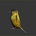 Yellow Bird With Black Head Spread Wings On Reflective Surface Against Gray Gradient Background 3d model