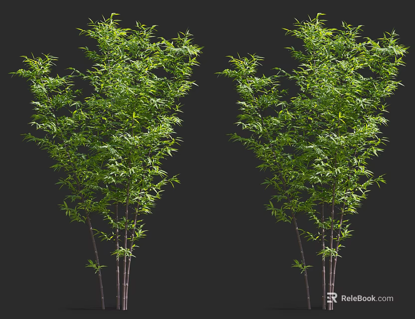 Green Bamboo Plants With Tall Slender Stalks And Lush Foliage For Landscape Design 3d model 