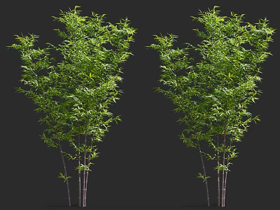 Green Bamboo Plants With Tall Slender Stalks And Lush Foliage For Landscape Design 3d model