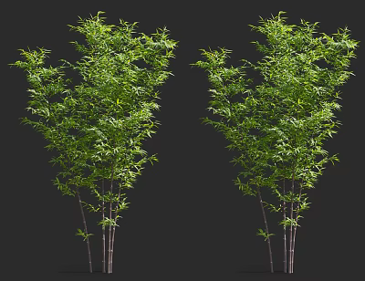 Green Bamboo Plants With Tall Slender Stalks And Lush Foliage For Landscape Design 3d model