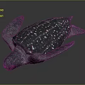Sea Turtle With Dark Shell And White Spots Resting On Dark Background 3d model