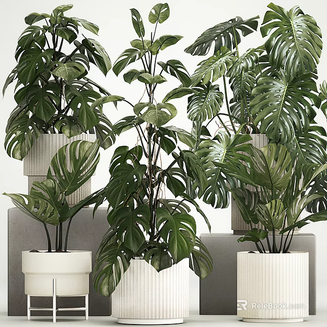 Lush Bonsai Potted Plants With Large Green Leaves In White Ceramic Pots For Indoor Decor 3d model 