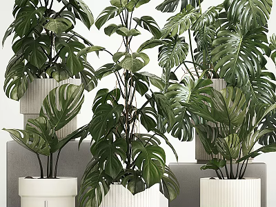 Lush Bonsai Potted Plants With Large Green Leaves In White Ceramic Pots For Indoor Decor 3d model
