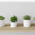 Four Bonsai Potted Plants In White Pots On Wooden Shelf With Green Foliage