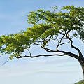 Elegant Curved Tree With Vibrant Green Leaves Against Blue Sky In Grassy Field