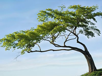 Elegant Curved Tree With Vibrant Green Leaves Against Blue Sky In Grassy Field 3d model
