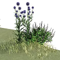 Tall Purple Spherical Flowers Green Shrubs With Slender Leaves And Decorative Grasses On Outdoor Lawn
