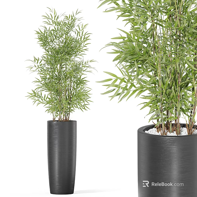 Leafy Green Bamboo Bonsai Potted Plants in Modern Black Cylindrical Planters 3d model 