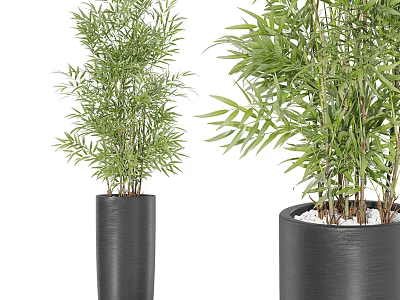 Leafy Green Bamboo Bonsai Potted Plants in Modern Black Cylindrical Planters 3d model