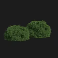 Two Lush Green Bushes With Dense Foliage On Black Background