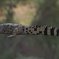Large Spotted Crocodile with Open Mouth in Natural Aquatic Habitat Showing Scaly Body