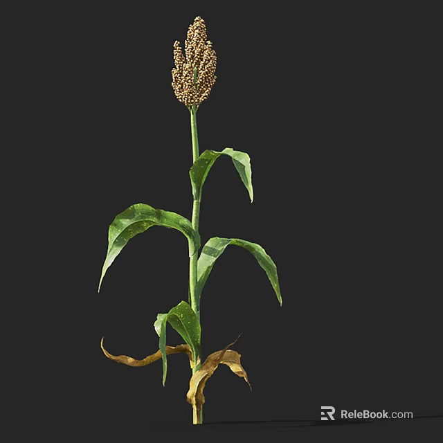 Herb Plant With Green Leaves Tall Stem Spike And Withered Yellow Leaves At Bottom 3d model 