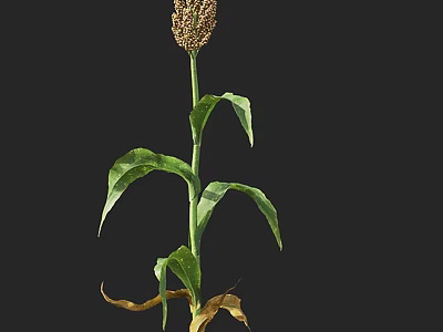 Herb Plant With Green Leaves Tall Stem Spike And Withered Yellow Leaves At Bottom 3d model